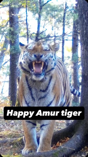 “Smiling” Amur Tiger in the Sikhote Alin Reserve. 🌲 Come to discover wild Russia with us! 💻 www.bohaitour.com 📱 7 9140728554 📩 Write us info@bohaitour.com #bigcatssafari #wildlifephotograph #amurleopard #amurtiger #visitrussia | Bohai Tour