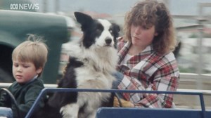 39K views · 270 reactions | Here's a throwback to Hobart in 1985 that is bound to make you smile  Watch what the adorable 'Kenny the Wonder Dog' gets up to at the Royal Hobart Show in this ABC report. What memories do you have of the show? Every Thursday we'll take a look back at a piece of Tassie history from the ABC archives. Let us know what you'd like to relive! #ThrowbackThursday | ABC Hobart | Facebook
