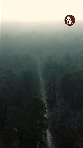 La forêt de #Broceliande dans les brumes de l’hiver, ambiance sombre et humide