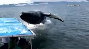 In a video captured by Tristan Krause, whale watchers aboard a tour boat are seen waiting patiently to catch a glimpse of humpback whales off the coast of the island, when...wait for it... https://bit.ly/2NaefQe | Alaska's News Source