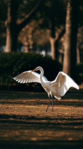 The Great Egret #DreamScreenAI #shortsviral #nature #egret