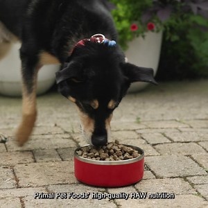 Support your pet’s health by nourishing them the way nature intended—with Primal Pet Foods' high-quality raw nutrition. | Primal Pet Foods