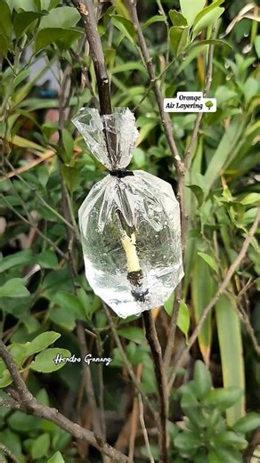 Multiply plants " Orange Air Layering, Using Water " 🌳 #airlayering #multiplyplants #budidaya #cangkok #orange #jeruk #propagation # | Hendro Ganang