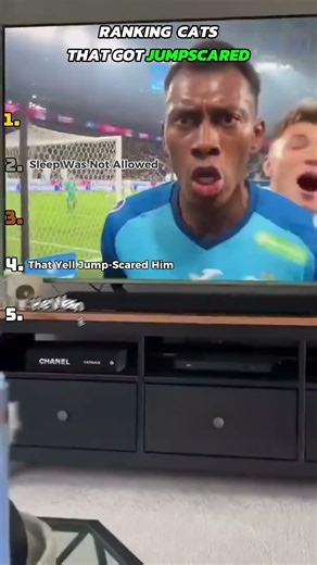 Cats That Got Jump Scared 😹💥#funnycats #cats #catreaction