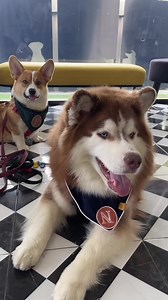 38K views · 2.7K reactions | พาแจ๋งเป้อไปตรวจข้อสะโพกที่ Apollo...