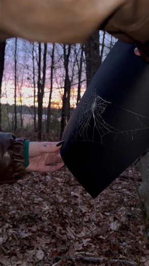 How we monitor webs for preserved spiderwebs