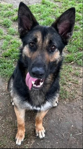 1.4K views · 29 reactions | DAISY (1196955) ADOPT - 3951 Fruitvale Avenue / Mon-Sat 10a-4p, Wed 2p-7p FOSTER - dogfoster@kerncounty.com / 661-868-7130 RESCUE - rescue@kerncounty.com / 661-549-4355 QUESTIONS - animalservices@kerncounty.com / 661-868-7120 *If you do not live locally, you can adopt over the phone. | Kern County Animal Services | Facebook