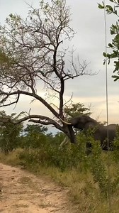 8.8K views · 703 reactions | don't mess with an elephant, unless you...