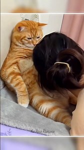 Pregnant momma cat gets belly kisses! 🥺❤️