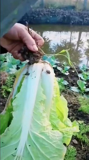 This Isn't Actually Cabbage! 🥬 Mind-Blowing Napa Cabbage Facts #farming #gardening #permaculture
