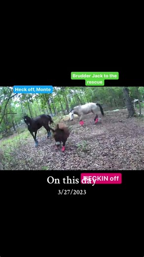 Monte the Singing Donkey Farmyard Drama on This Day in Texas