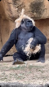 As New York Fashion Week comes to a close today, we’re spotlighting our own Memphis Zoo runway models! ✨ From vibrant feathers to bold plumage, our stylish birds are turning heads. And it looks like Kebara, our ever-fashionable lowland gorilla, took some inspo and decided to step out with her own natural headpiece. Slay, Kebara! 🦍🤩👏 #memphiszoo #fashion #gorilla #fashionweek #funny #newyorkfashionweek #love #nyfw #animals #style #slay | Memphis Zoo