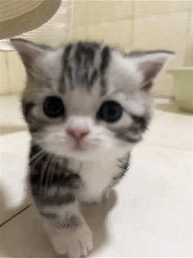 Adorable Stubby-Legged Kittens Compilation