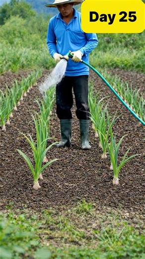 Garlic in 90 Days 🧄🧄🧄