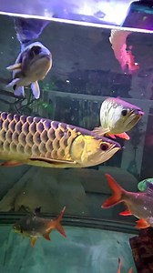 17K views · 455 reactions | Khby MFT Fish Collection Showcase  #khbymft #aquafranz #fishkeepinghobby #cichlidfish #monsterfish #monsterfishkeepers | AquaFranz | Facebook