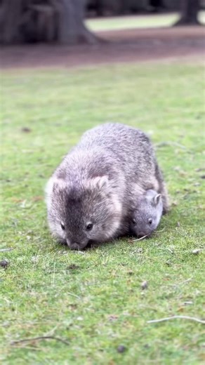 Baby wombats leave the pouch at 10 months but stay with their mothers for another 8 to 10 months, during which time they learn essential behaviors like digging and foraging while supplementing their mother's milk with plant material.📽: Terry Irwin