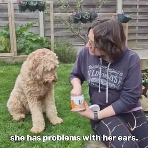 If you can't fix your dog's itchy, dirty ears... you're looking in the wrong place! You can try cleaning and all the drops, lotions, and medications, but they will never work long-term because you're looking in the wrong place! Most dog owners are in the dark about the #1 reason their dog has waxy, dirty, smelly, itchy & gunky ears… The # 1 reason is actually an imbalance in GUT health, with itchy, smelly ears acting as a signal of a gut health battle! Yeasty, waxy, smelly ears are a loud alarm 