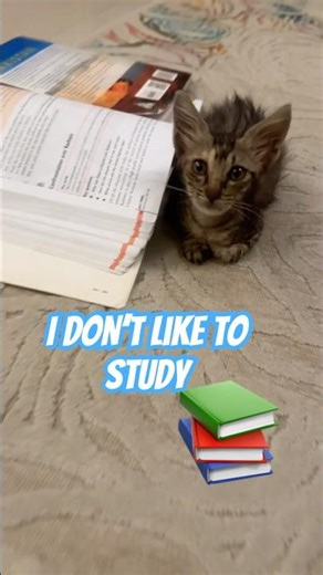 I don’t like to study #cat