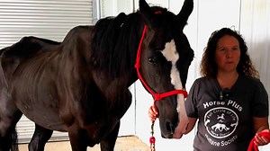 431K views · 13K reactions | Join Tawnee Preisner, founder of Horse...