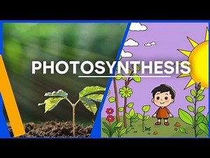 Photosynthesis Explained: A Simple Guide for Kids and Beginners #photosynthesisexplained