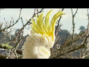 Cockatoo Chaos Sounds 11 Friendliest Cockatoos in Australia! 🔴