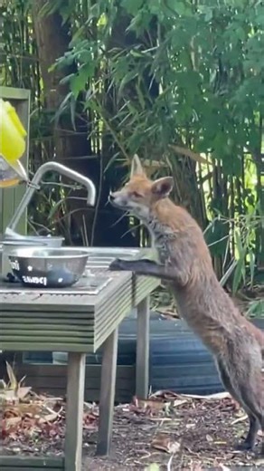 Itchy Mr Fox 🦊 | Close Encounter With a Curious Wild Fox