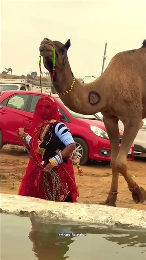 Gaon life #rajasthaniclture #villagelife #desi #song #mewar #jaipur #nature #youtubeshorts #barmer