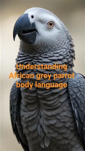 Understanding African grey parrot body language #parrotlife #talkingparot #birds
