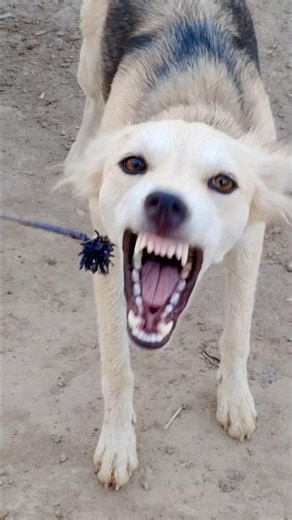 🐶 Real Dog Barking Sounds | Natural Canine Behavior in Action 🐾