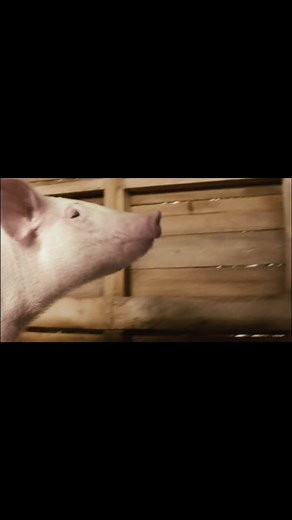 Charlotte’s Web - 2006 🕷️🕸️ #charlottesweb #spider #pig #2006 #tiktok #2024 #movie #preview #watch #it #on #my #page #fyp