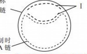 【知识搬运1】原核生物DNA复制θ型复制thetar replication