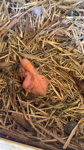 Just sharing a couple little galah babies doing well, parents are very attentive. Cinnamon split blue bubbas 🥰 so cute #galahcockatoo #babybirds #galah #amourmacaw | Amour Macaw
