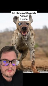 50 States of Cryptids: Arizona: Hyena Have you seen a Hyena in Arizona or the US (not in a zoo)? #arizona #hyena #cryptid #cryptids #arizonacheck #hyenas #bigfootsociety #bigfootsocietypodcast #50statesofcryptids #publishtoall | Bigfoot Society | Facebook