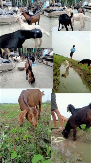 BAHI BAHI // Zubeen Garg // Goat Farming in Assam #sagolifarm #goatfarm #goat #goatfarming #assam#37
