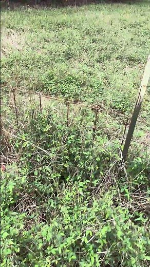 Deer Vetch & Alyce Clover No Till Spring/Summer Food Plot Whitetail Deer
