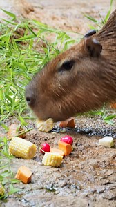 It's Capybara Appreciation Day! Even though their scientific name translates to "water pig," the capybara is actually the largest rodent in the world! Capybaras have webbed feet which help make them good swimmers. | Cleveland Zoological Society