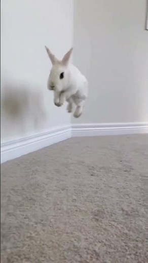 Take you to see the bunny jumping in slow motion #shorts #rabbits