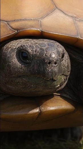 “Turtle Man Live! 🐢 Wild Turtle in Action”