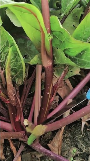 Mastering the Cut: Harvesting Red-Stemmed Swiss Chard