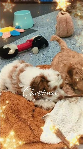 Mini and medium puppies available.