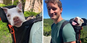 The Perfect Backpack For Dogs Who Have A Little Trouble Getting Around