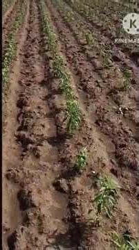 RBK icon star.... Telugu channel 21/09/25