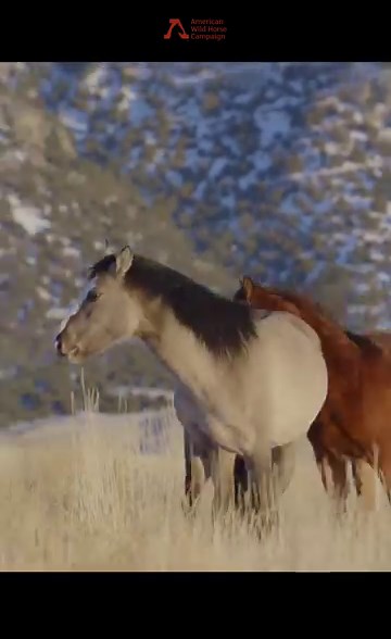 92K views · 9.2K reactions | These rascally wild ones seem to be feeling the buzz of the season. We hope you're feeling as inspired by these frosty days as they are! | American Wild Horse Conservation | Facebook