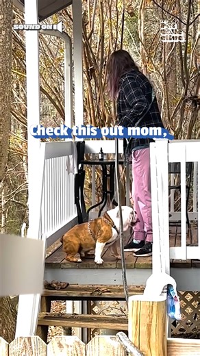 72K views · 432 reactions | I believe I can fly! ✈️ #Bulldog #Funny #Fails #FunnyDogs #Dogs | The Pet Collective | Facebook