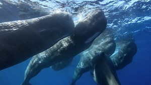 Scientists Are Using AI to Try to Talk with Whales