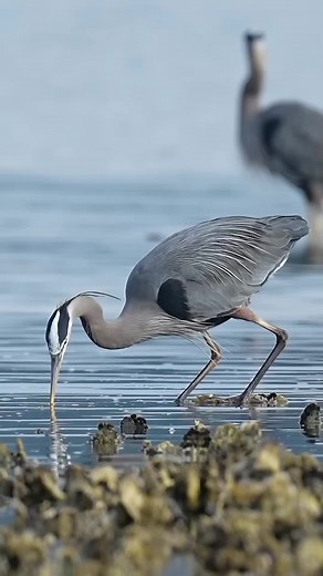 Amazing Birds Hunting Fish in Lake - Wildlife Discovery