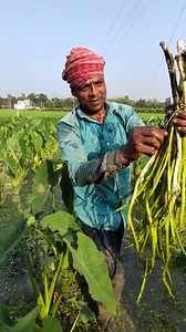 166K views · 569 reactions | Taro Stolon (কচুর লতি) Harvest: Fresh from the Swamp #fypシ #highlights #everyone #fb #StarsEverywhere #reelsfypシ #shortsvideos #agriculture #everyoneシ゚ #follower | SS Agri Vlog | Facebook