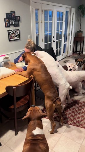 Hilarious Reactions When Eating the Last Bite - Boxer Dog Edition