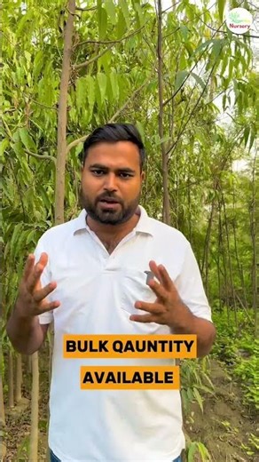 Desi Ashok Plant | Sacred Evergreen Tree for Garden & Temple | Greenway Nursery Gajraula