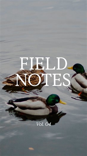 Field Notes Vol. 04 - unfiltered glimpses of life at Everards Farm. Ducks, deer, Ferraris, goats, and golden light. Every frame a fleeting story. #EverardsFieldNotes #EverardsFarm #Somerset | Everards Farm